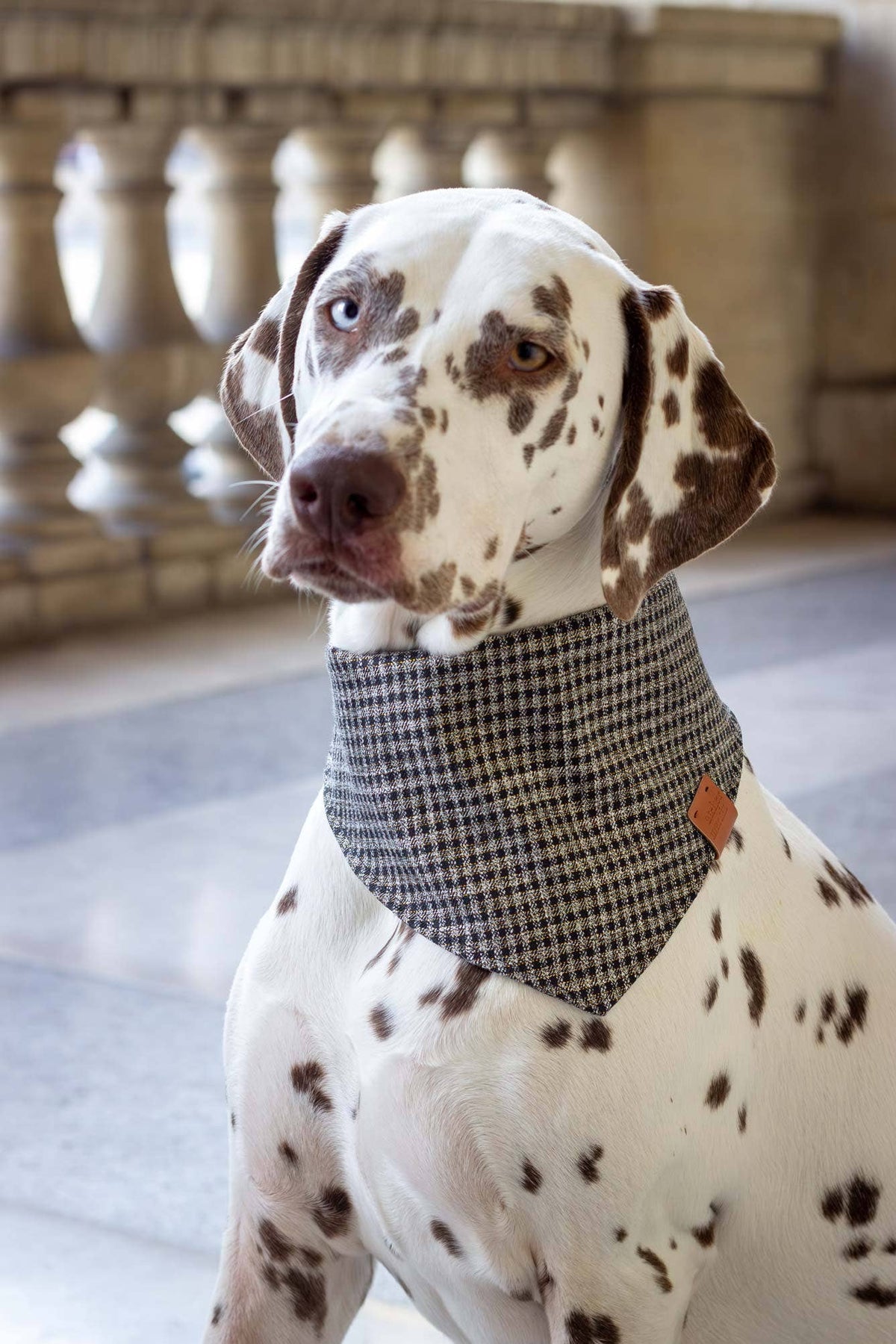 Cambon bandana voor honden