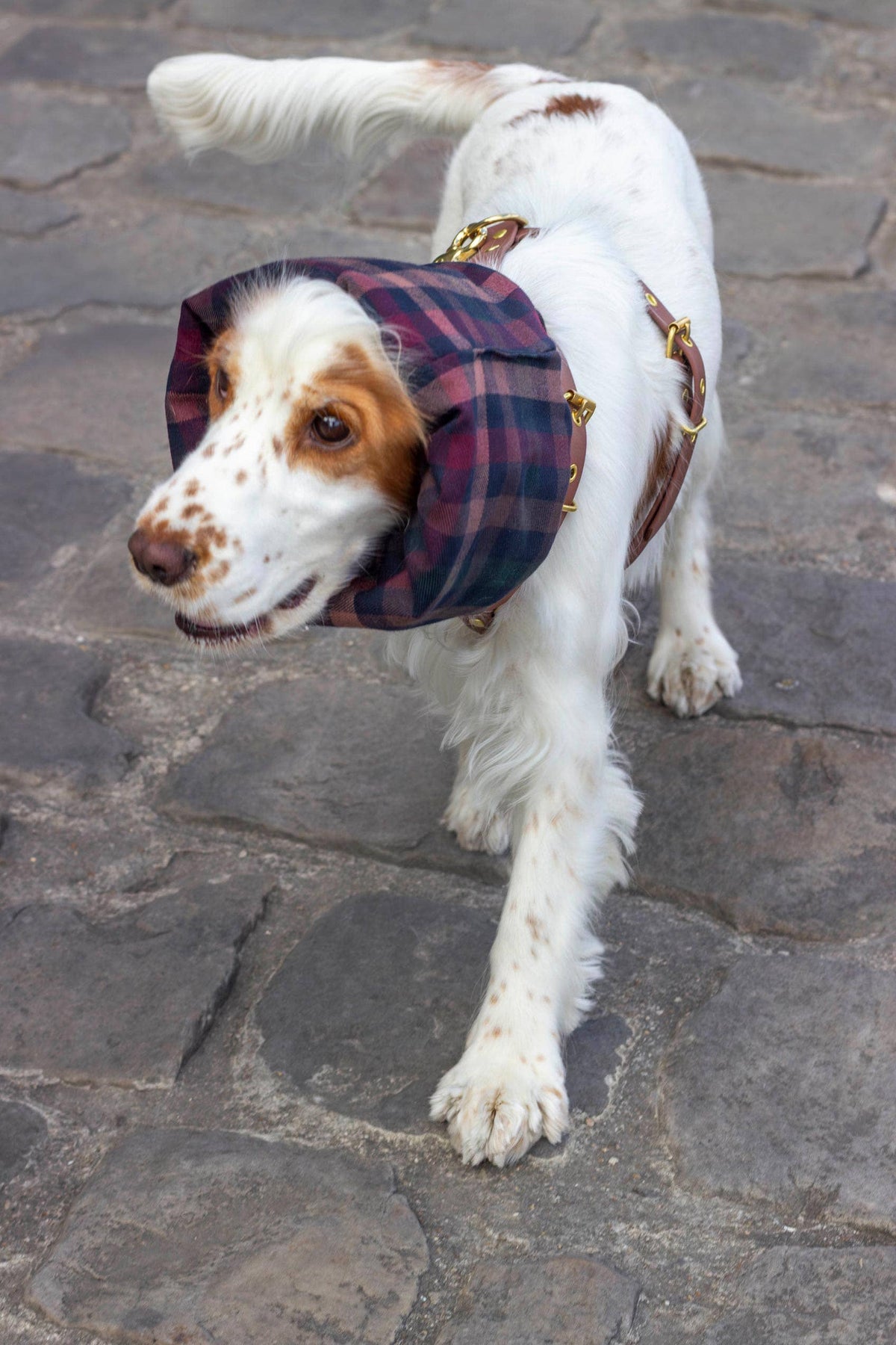Skye waterdichte en omkeerbare snood voor honden