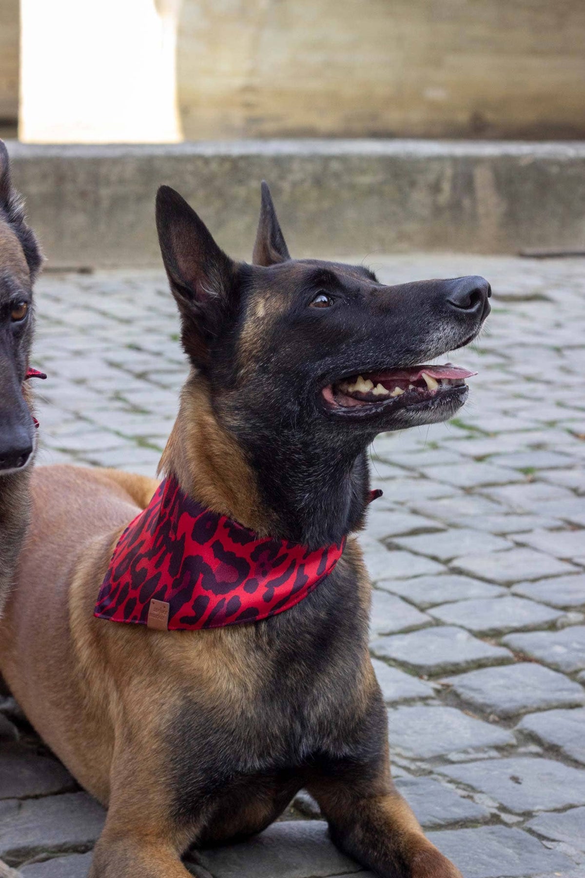 Bandana Django