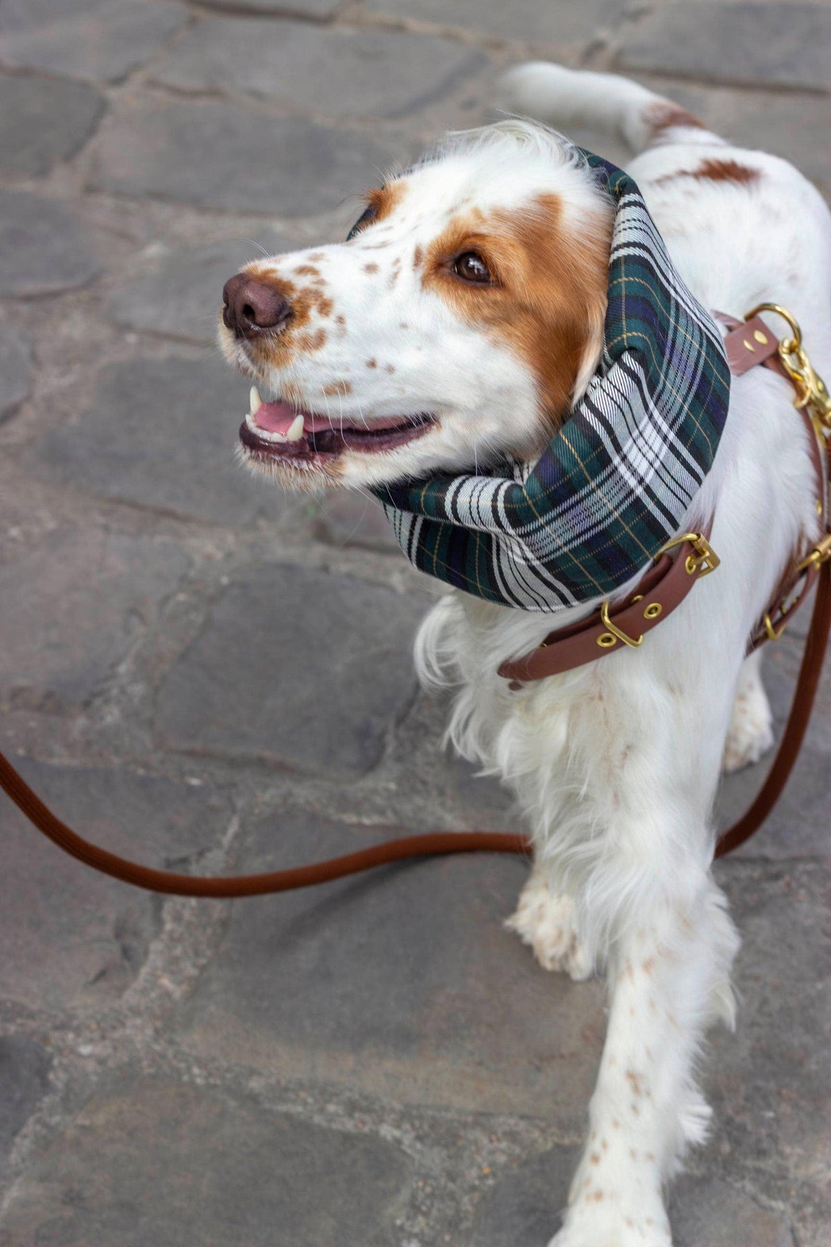 Waterdichte en omkeerbare Glencoe hondensnood
