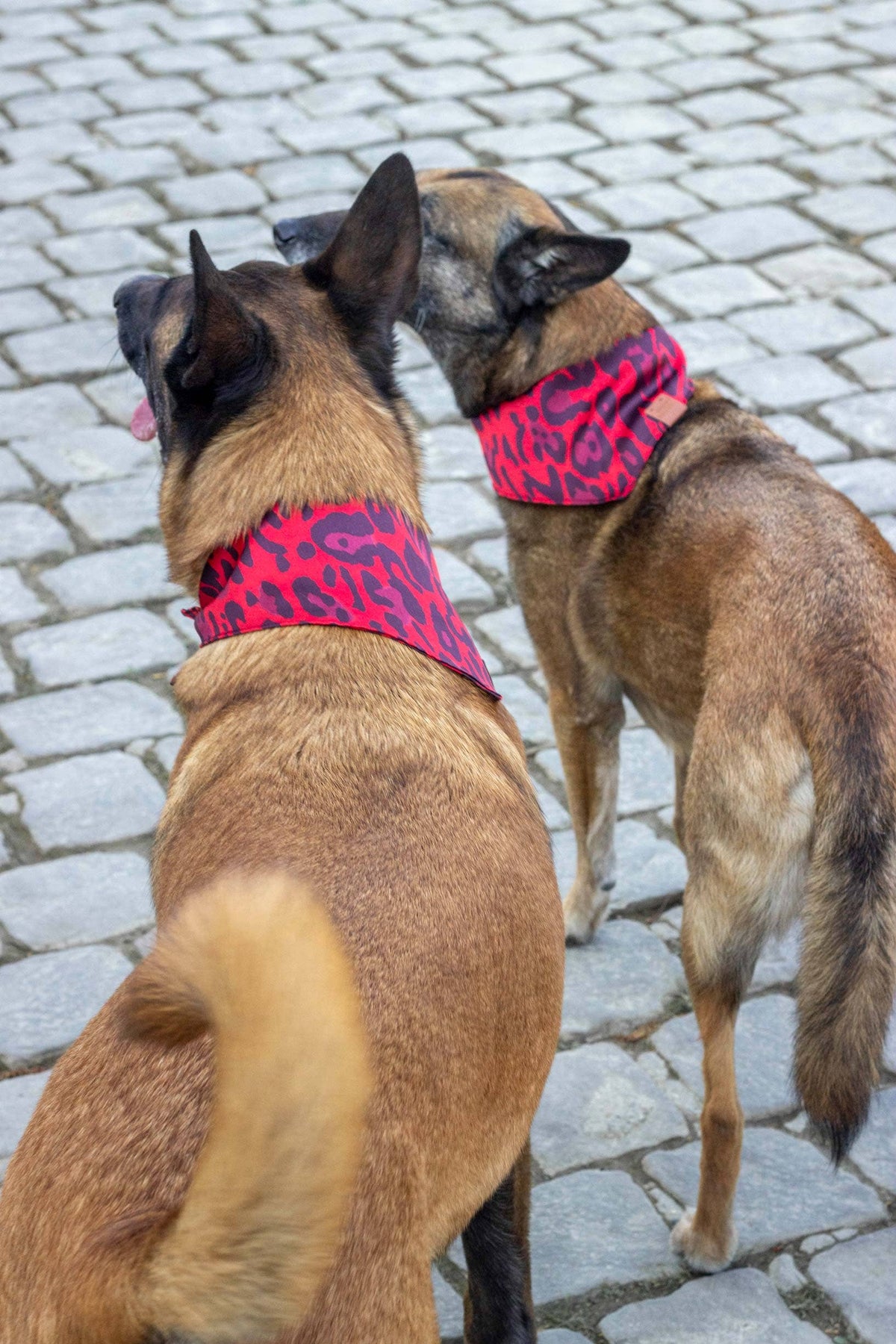 Bandana Django